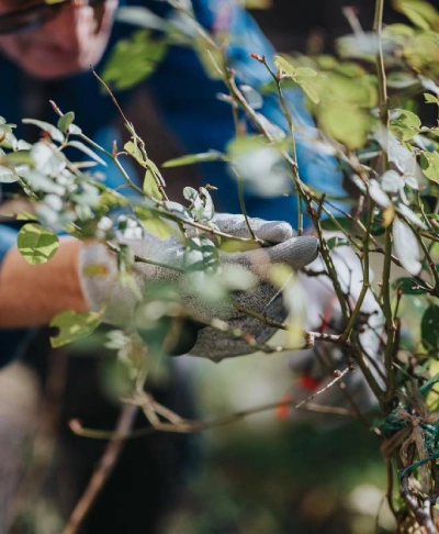 A1 Outdoor Services Bush & Shrub Removal Service